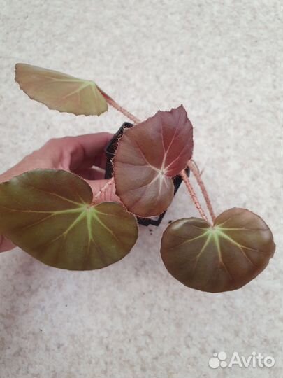 Бегонии и шеффлеры