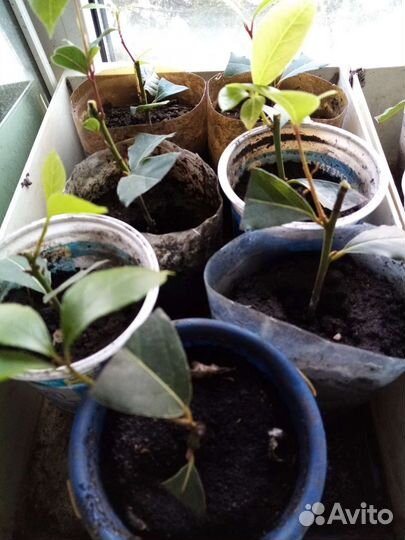 Лавр благородный