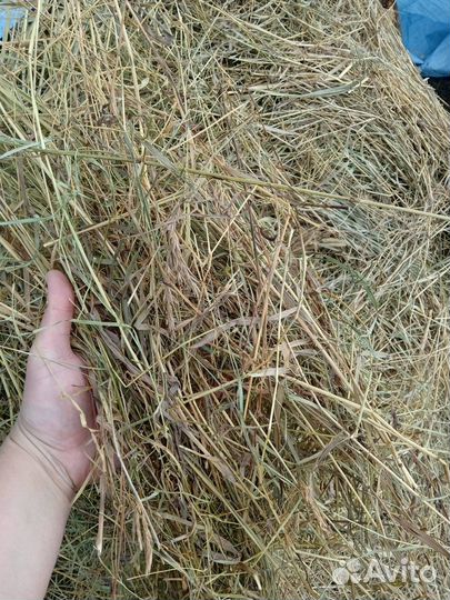 Продам сено в рулонах