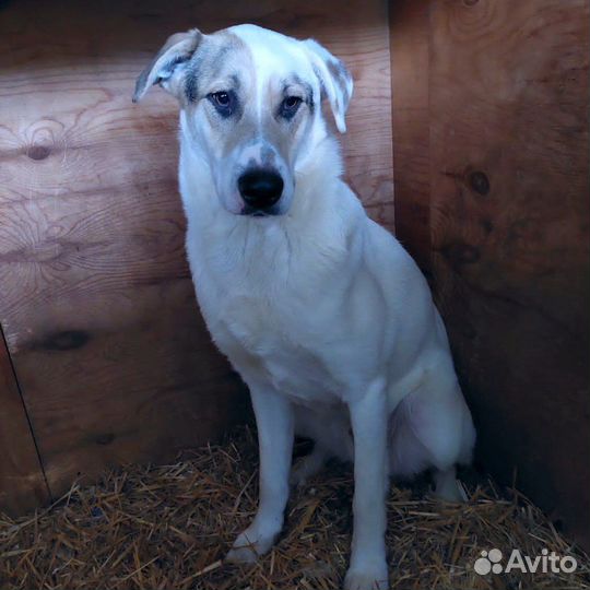 Статный сильный красавец Зевс из приюта ищет дом