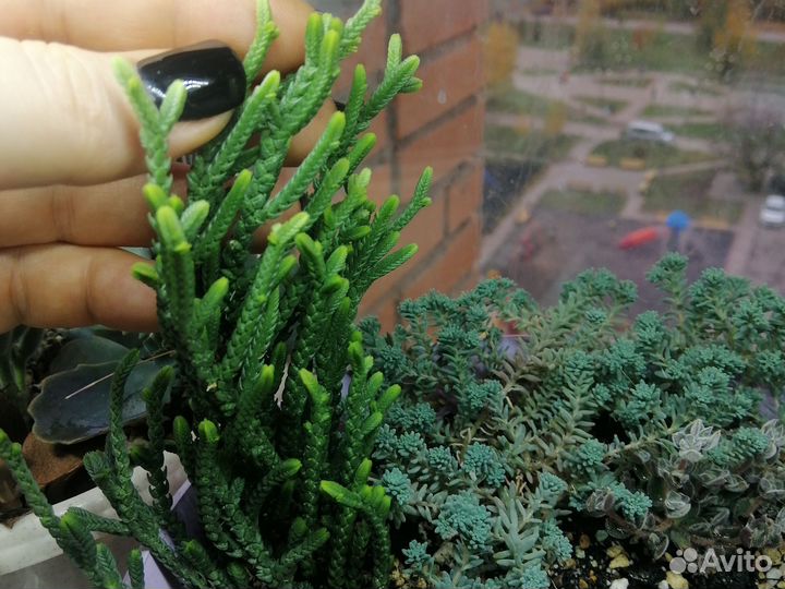 Каланхоэ разные