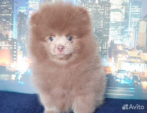 щенки шпица. щенки шпиц приют. миниатюрный померанский шпиц. авито животные шпицы. петербургский шпиц.