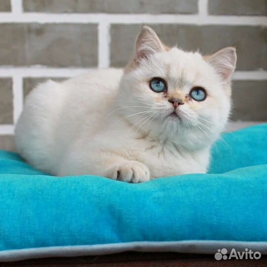 Британские котята