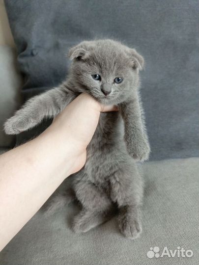 Шотландская