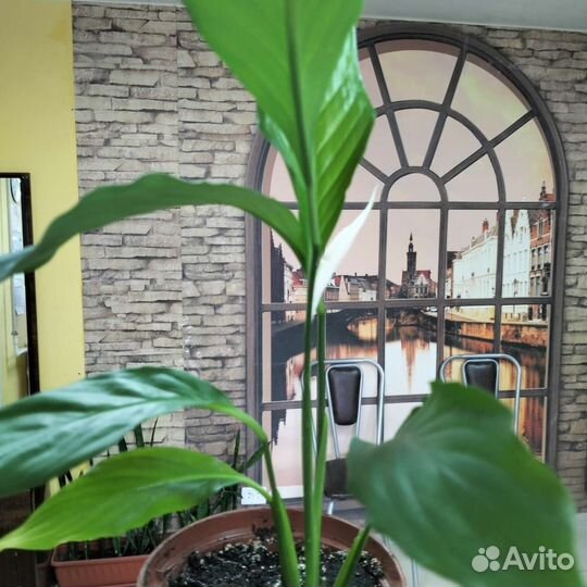 Спатифиллум