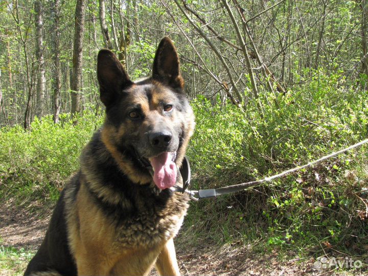 Отдам в добрые руки