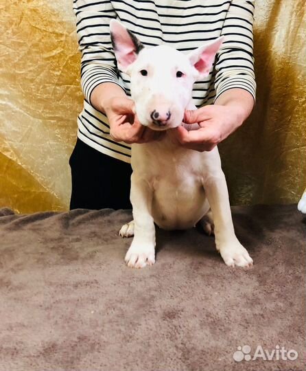 Щенки стандартного бультерьера