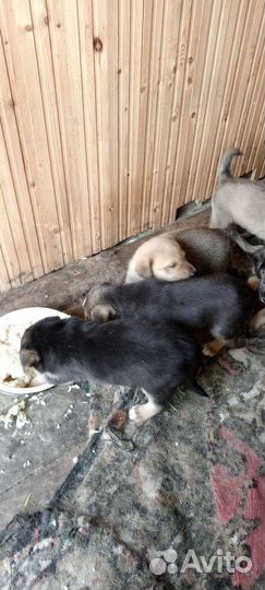 Щенки