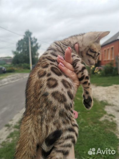 Бенгальский котенок