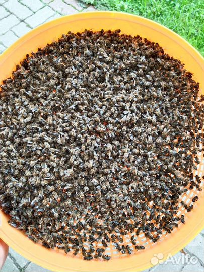 Пчелиный подмор 23 года