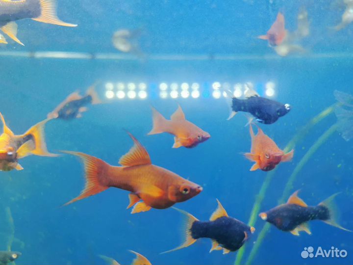 Меченосец вильчатый