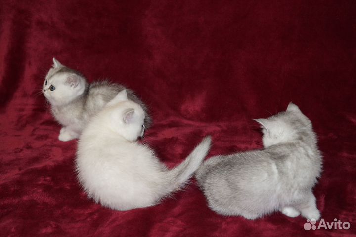 Британские котята