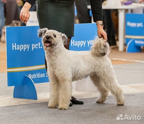 Щенки Пуми (венгерская пастушья собака)