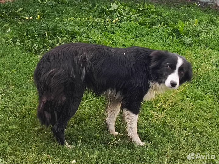 Собака Бордер Колли