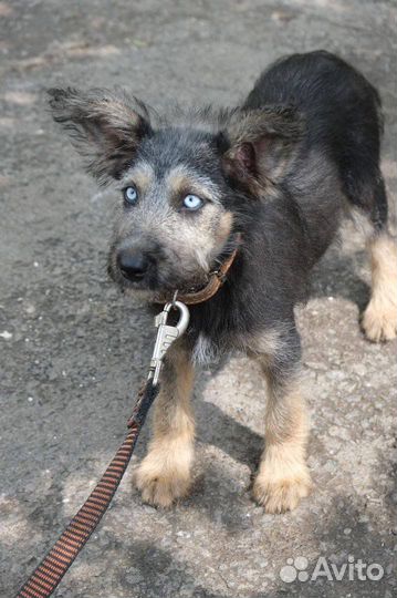 Плюшечка с невероятными глазами