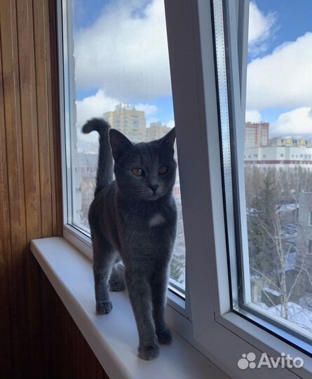 Кошечка в добрые руки