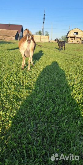 Нубийские коза козлята