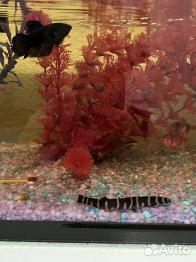 Аквариум с рыбками
