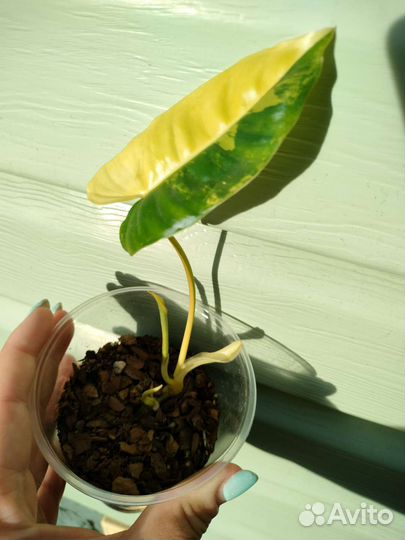 Филодендрон бурле маркс вариегатный