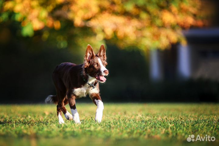 Фотограф-анималист в Санкт-Петербурге