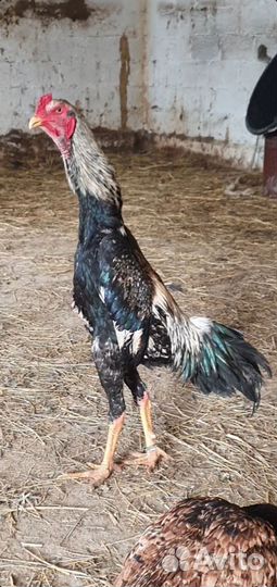 Бойцовый петух