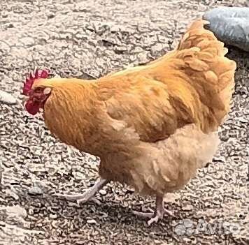 Инкубационное яйцо орпингтона Палевый