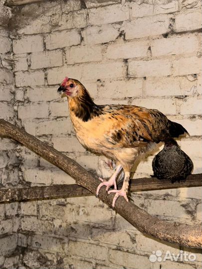 Молодые петушки