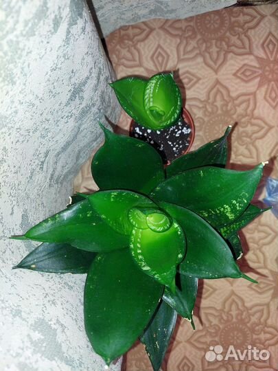 Сансевиерия сортовая обновлено