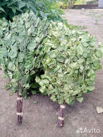 Веники берёзовые для бани