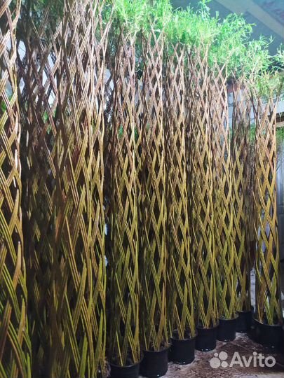 Русская Пальма из живой ивы