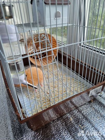 Хомяк и клетка