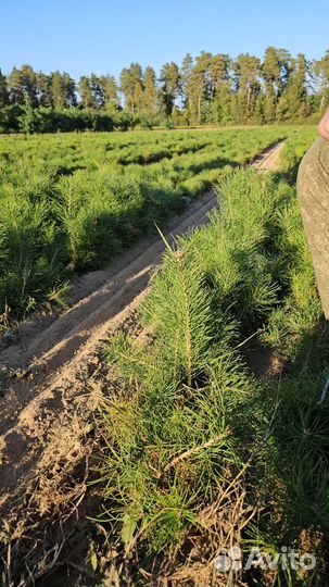 Сеянцы сосны окс