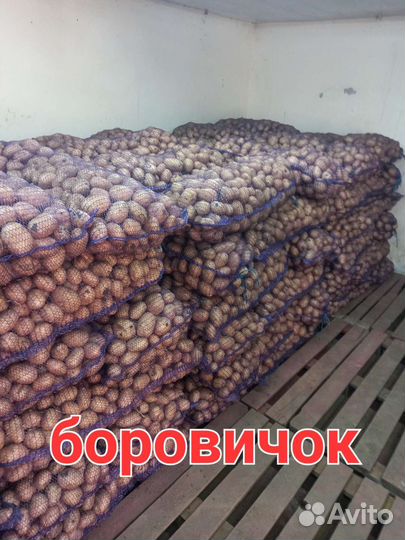 Молодой Картофель Галла,Боровичок