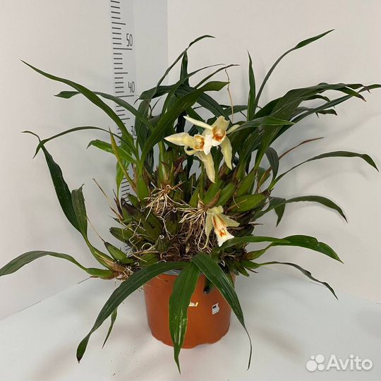 Орхидея целогина coelogyne Sabine