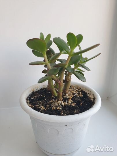 Крассула толстянка