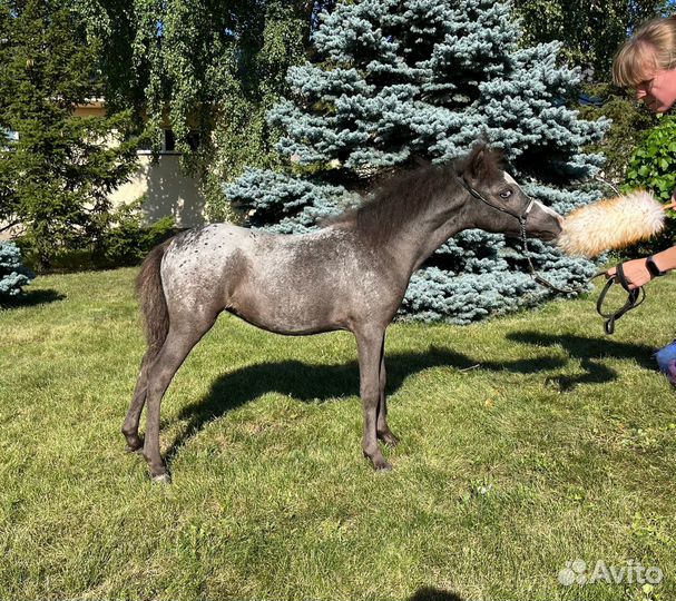 Американская миниатюрная лошадь (мини пони)