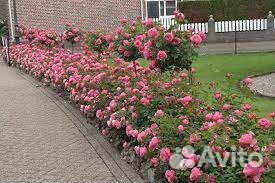 Роза Леонардо да винчи