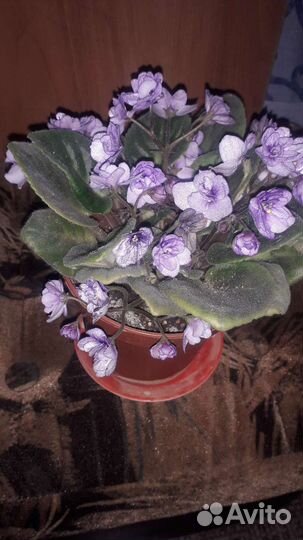 Фиалка в горшке