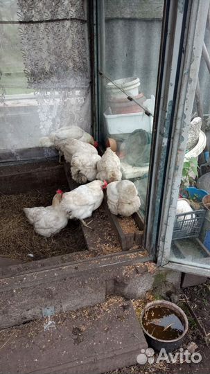 Курицы несушки Хайсекс