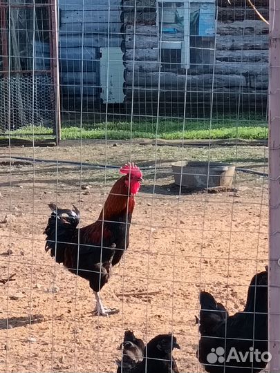 Петух, породы Маран