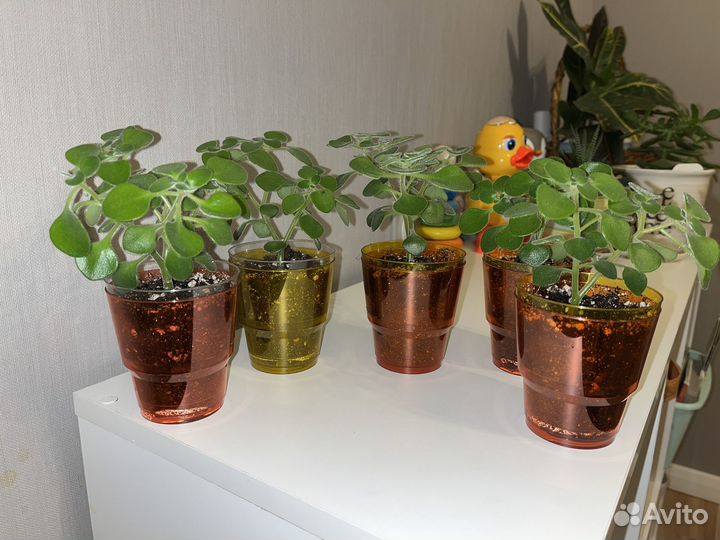 Аихризон Дерево любви