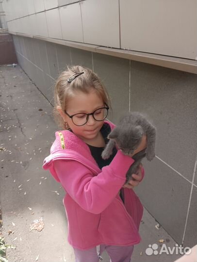 Котята в добрые руки 1 месяц