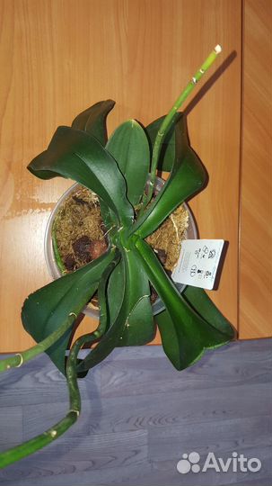 Орхидея фаленопсис Golden Apple