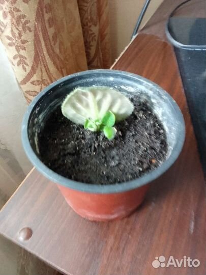 Фиалка ярко розовая, сортовая