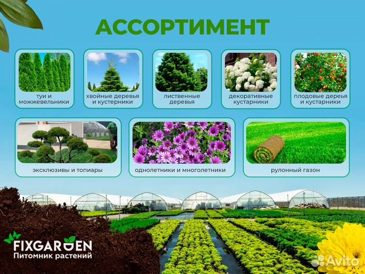 Бархат амурский