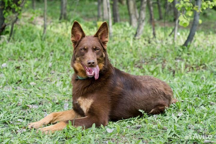 Небольшой красивый умный метис келпи 1,5 года