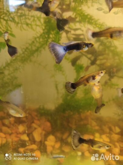 Рыба гуппи и Пецилии