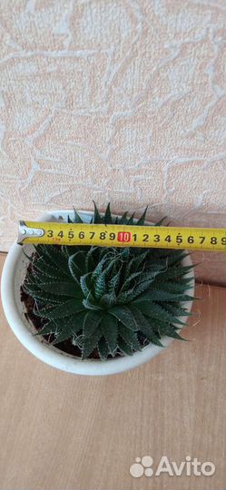 Хавортия травянистая