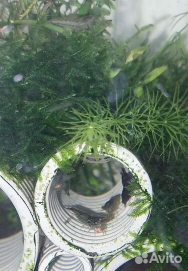 Креветки микс аквариумные растения