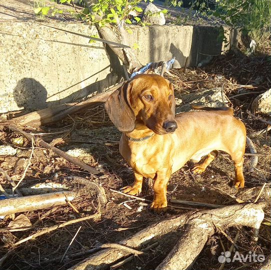 Вязка кобель Такса